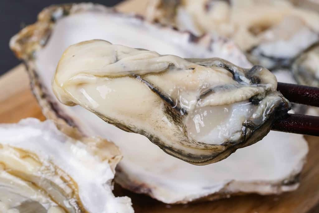 実食レポート 厚岸漁協エーウロコ 北海道 の殻付き牡蠣 カキえもん10個 食通きどり